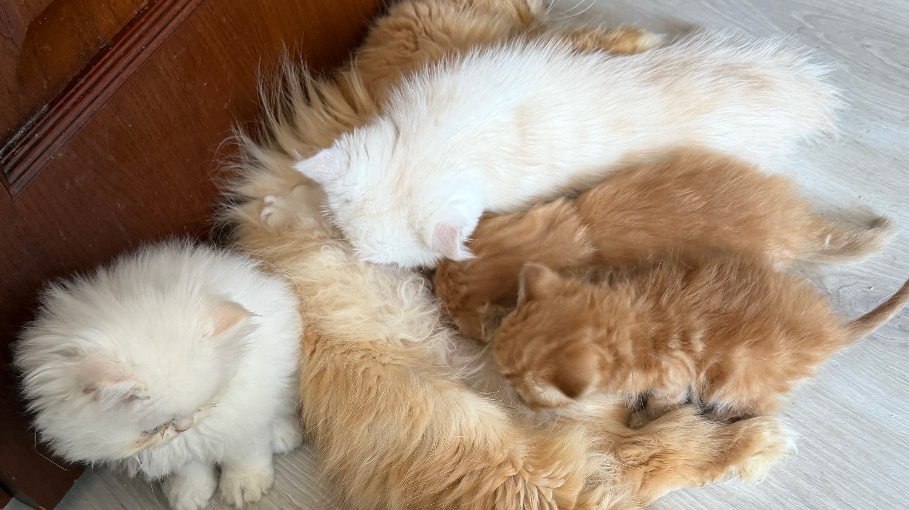 Kedi Evim - Evcil Hayvan Bakıcısı (Maaş + Yol + Yemek + Sigorta)